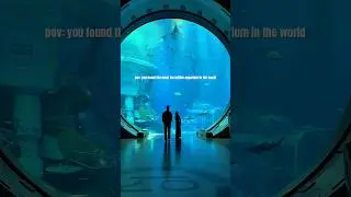 The biggest aquarium in the world 😱 SeaWorld Yas Island, Abu Dhabi UAE 🇦🇪