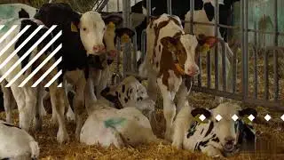 Ensuring Food Safety in Livestock Feed Production