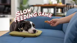 Slow Feeding is a great game to lower a dog's arousal
