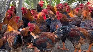 Chicken farm with 10,000 chickens in high mountains
