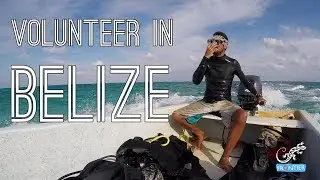 Marine Conservation Volunteering In Belize