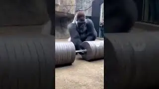 Man Fails To Lift Giant Dumbbell But Gorilla Does It Easily #subscribe #shorts