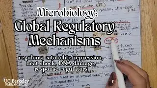 Global Regulatory Mechanisms Notes