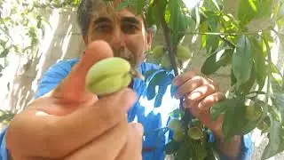 شاهد كيف ثمار الخوخ يتحجم وينطج بسرعة
