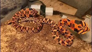 My Eastern hognose snake is sick