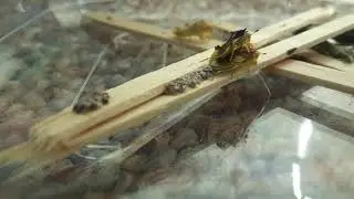 Ambush bugs (Phymata metcalfi) in captivity