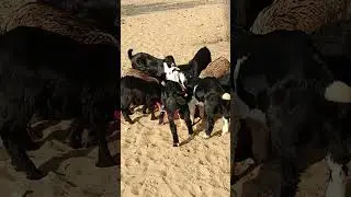 goats and peacock 🦚🦚🦚🦚🦚 #facts #cowgoat #facts #freefire #animals #farmanimal