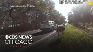 Florida deputy catches runaway emu