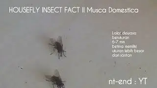 HOUSEFLY INSECT FACT (Musca Domestica)