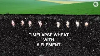 How wheat grows: 7 days in 1 minute. Macro shooting Timelapse