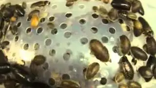 Roach Sorting Made Simple