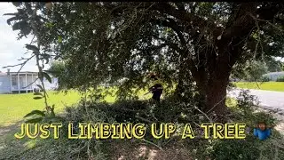 1 man 1 truck 1 trailer vs A tree limbing Job 