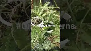 Unique Fern Plant