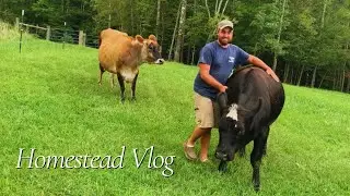 Cows, Compost, and Cooking | Homestead Vlog | September 15, 2023