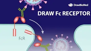 Draw Fc Receptor | Coronavirus Receptor | Graphical Abstract | Scientific Illustration