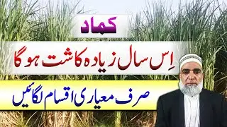Is Sugarcane Still a Profitable Crop in Pakistan? Next Season Analysis || Crop Reformer