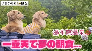 【大分湯布院】一壺天で宿泊モニター（最終編）..#216【半露天風呂付宿】【犬も泊まれる宿】