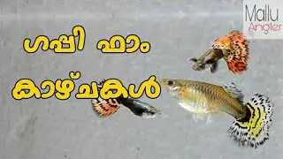 ഒരു ഗപ്പി ഫാം കാഴ്ചകൾ | calicut guppy farm