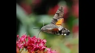 Le sphinx colibri, un papillon hyper rapide ! ⚡️