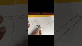 magpie drawing easily #bird #shorts #youtubeshorts