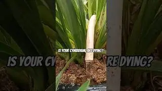 This method can save your plant! #orchid