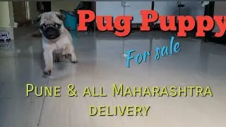 Dog for sale in Pune ! Pug Puppy ! All Maharashtra delivery