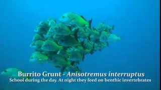 Burrito grunt - Burro bacoco - Anisotremus interruptus