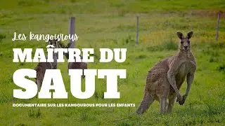 Documentaire Animalier : Découvre tout sur Les Kangourous !