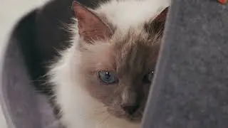 PIUPET Katzenbett 