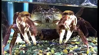 モクズガニ　Japanese mitten crab　Eriocheir japonica