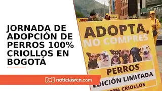 Así fue la jornada de adopción de perros 100% criollos en Bogotá: ‘adopta, no compres’