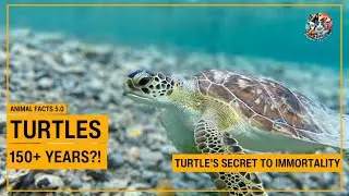 Why Turtles Live Over 100 Years &ndash; Nature&rsquo;s Timeless Survivors!