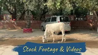 Indian Street Cow Footage | Urban Life in India | Real Street Scene Stock Video