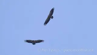 Grifone (Gyps fulvus)