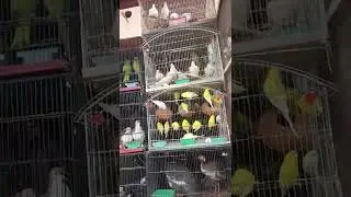 Bird market chakwal/@parrotpetlovers649