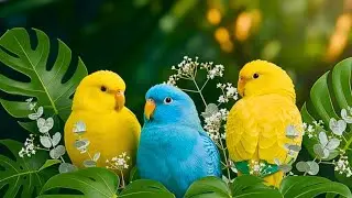 Peaceful Nature Sounds with Forest Birds for Calm Mind and Concentration.