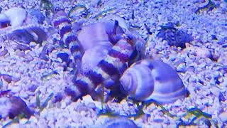 Amblyeleotris wheeleri - Wheelers Grundel