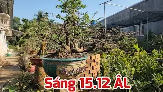 Sáng 15 /12 ÂL - Cập Nhật Sau 5 Ngày Lặt Lá
