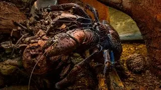 Kenny the Coconut Crab