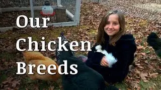 Our Backyard Chicken Breeds