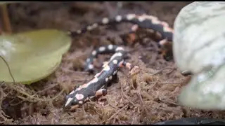 Creature Closeups: Luristan Newt | California Academy of Sciences