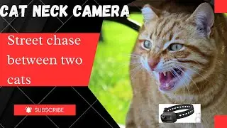 Territory War: A Wild Chase from a Cat's Point of View! (Exciting POV)🐱🎥 #POV #Chase_and_Escape