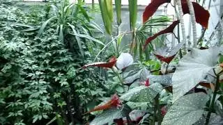 Seaforde Gardens & Tropical Butterfly House