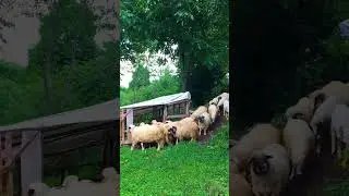 Sheeps Moving Gently Through the Hills 🐑⛰️ Calm Mountain Vibes #shorts #SheepInTheHills #Peaceful