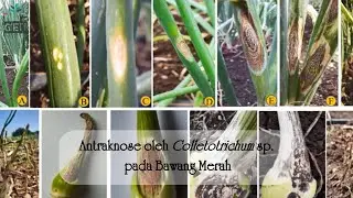 Antraknosa oleh Colletotrichum sp. pada Bawang Merah - part 1
