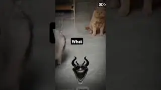 Sigma cat rock cute cat shoked😆😆😆😑💀💀💀💀💀