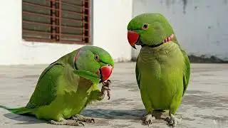 Ringneck Parrot Sweet Voice Compilation