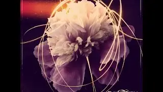 Dayshell  - Rose Blooms