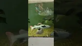 INDOOR MONSTER FISH POND #arowana #redtailcatfish #peacockbass  #oscars #snakehead