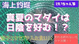【海上釣堀】真夏のマダイは日陰を好む⁉団子エサでプチ入れ食い！！